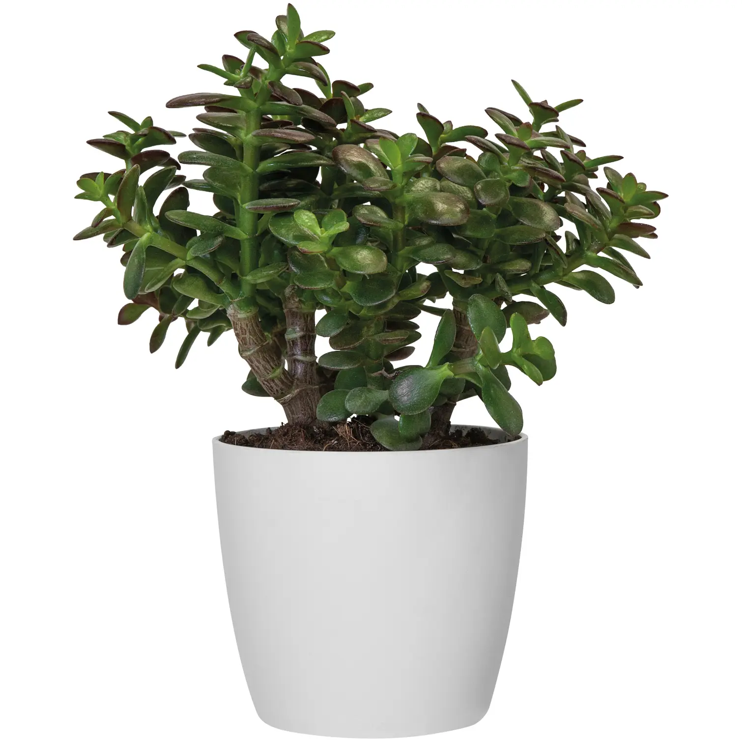 Brussels White Houseplant Pot 14cm