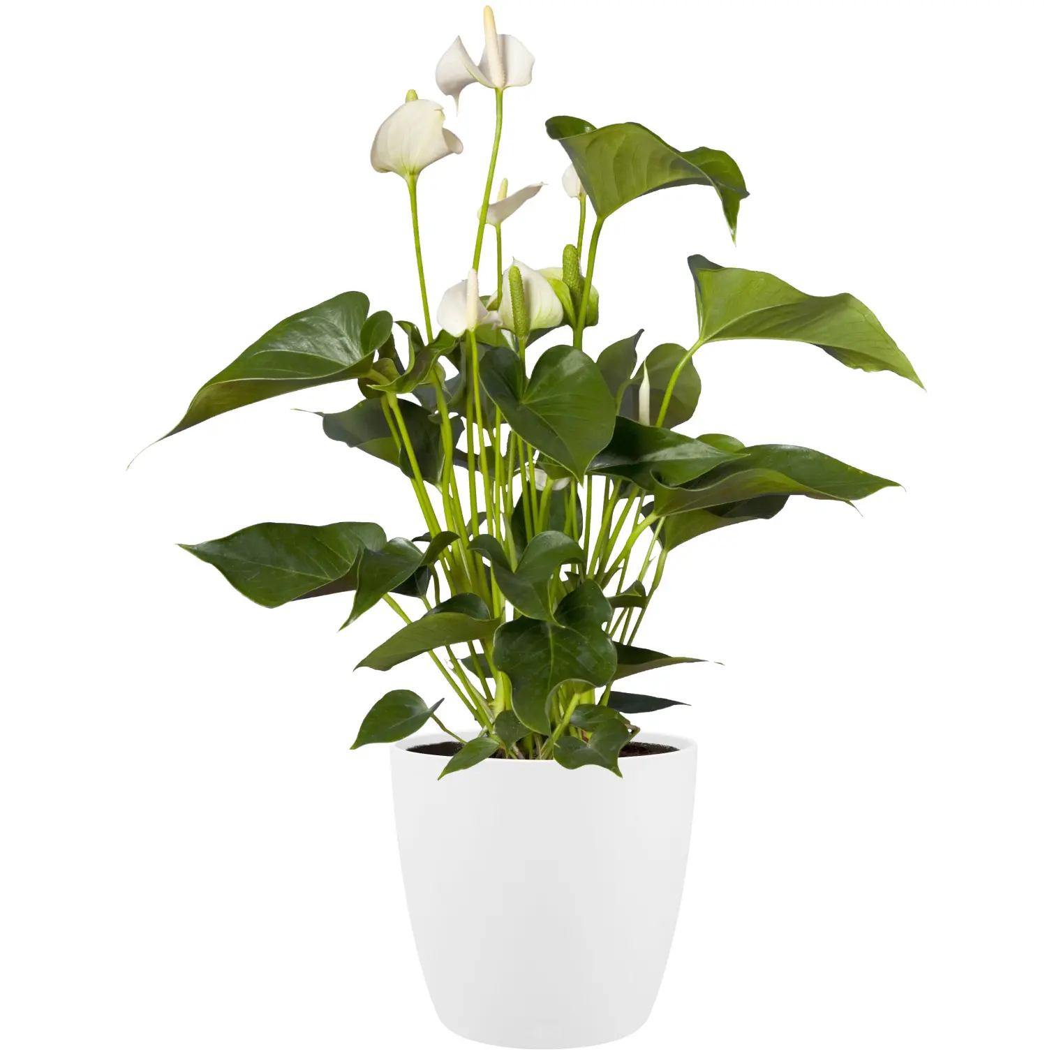 Brussels White Houseplant Pot 14cm
