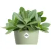 Elho Brussels Houseplant Pot16cm Sorbet