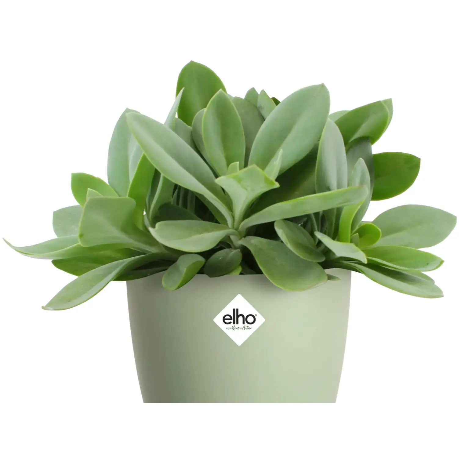 Elho Brussels Houseplant Pot16cm Sorbet