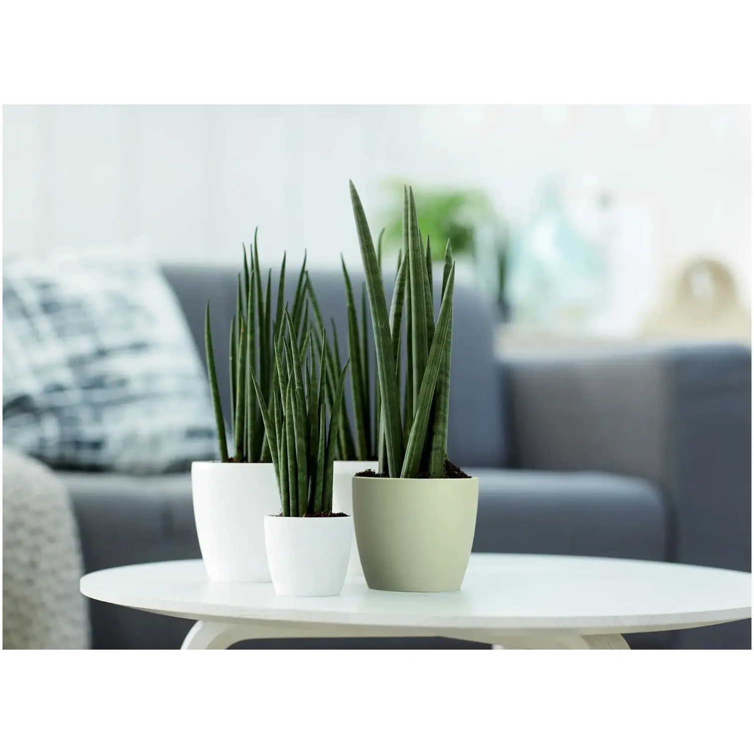 Elho Brussels Houseplant Pot16cm Sorbet