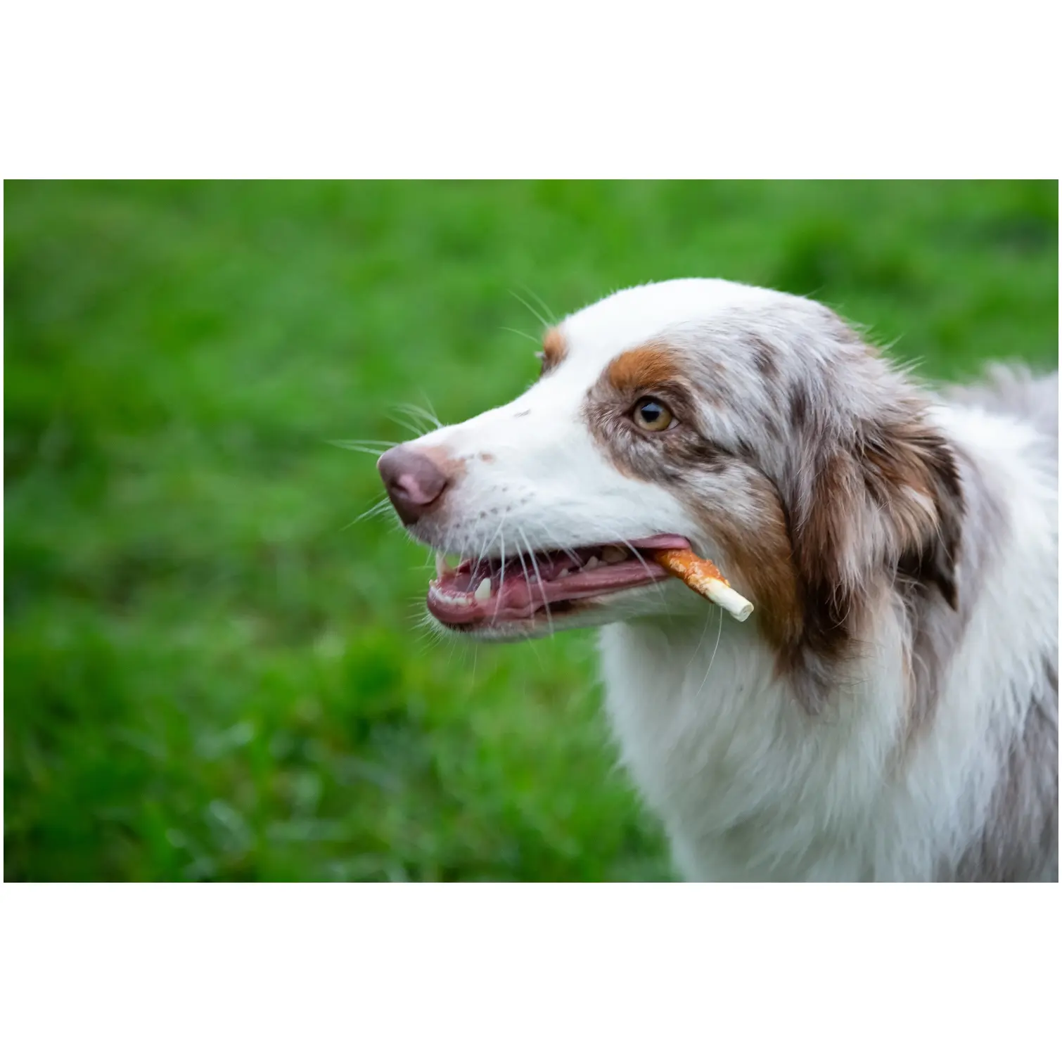 Rosewood Dog Small Chewy Sticks Chicken