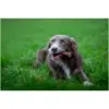 Rosewood Dog Medium Chewy Bones Duck