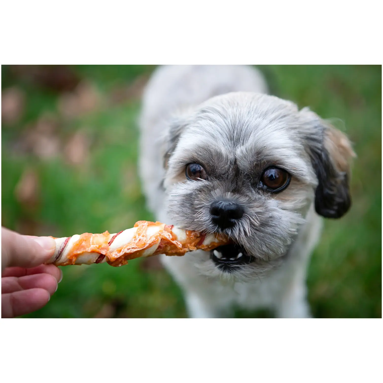 Rosewood Dog Medium Trio Sticks Chicken