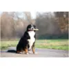 Rosewood Dog Large Trio Sticks Chicken