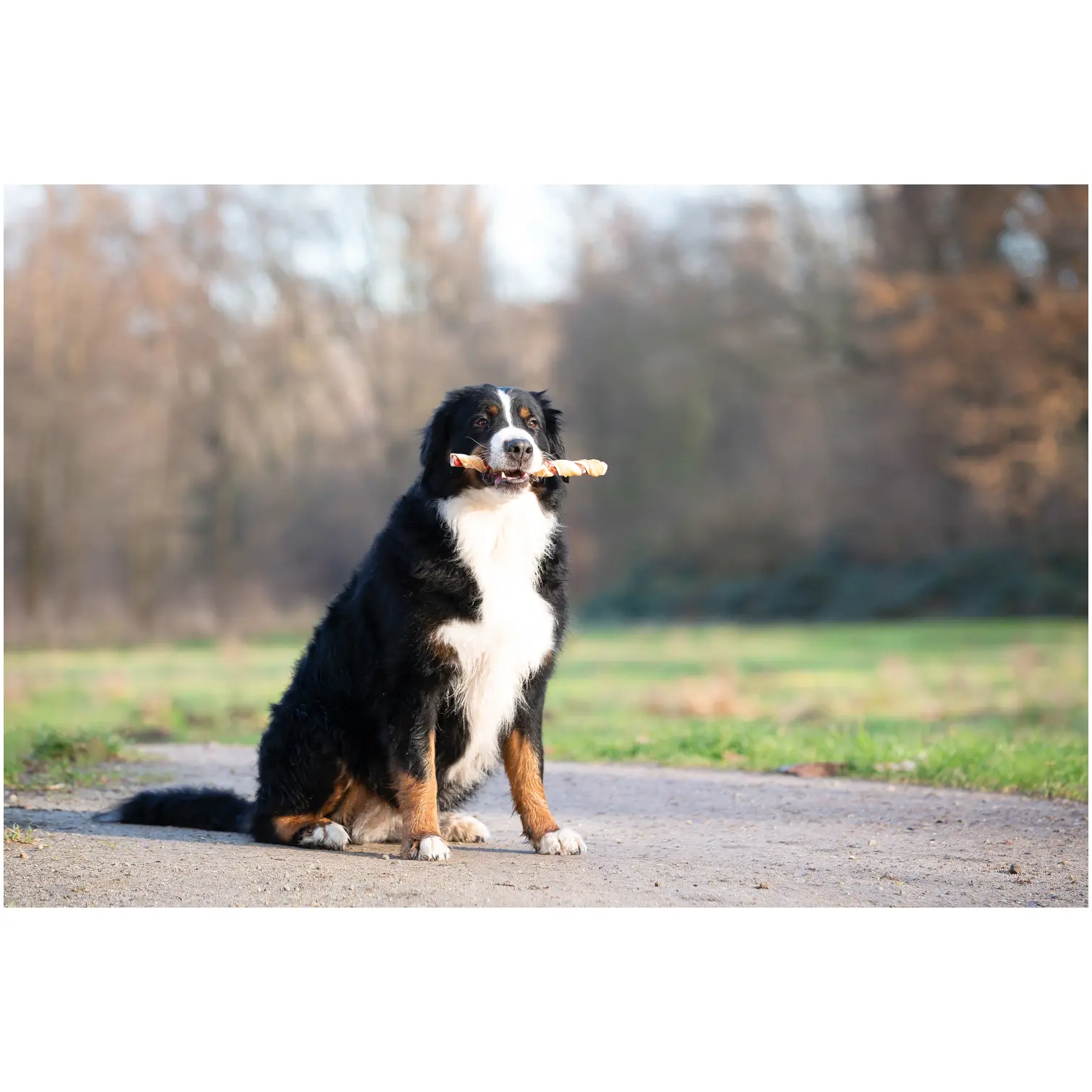 Rosewood Dog Large Trio Sticks Chicken