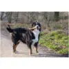 Rosewood Dog Large Trio Sticks Chicken