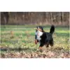 Rosewood Dog Large Trio Sticks Chicken