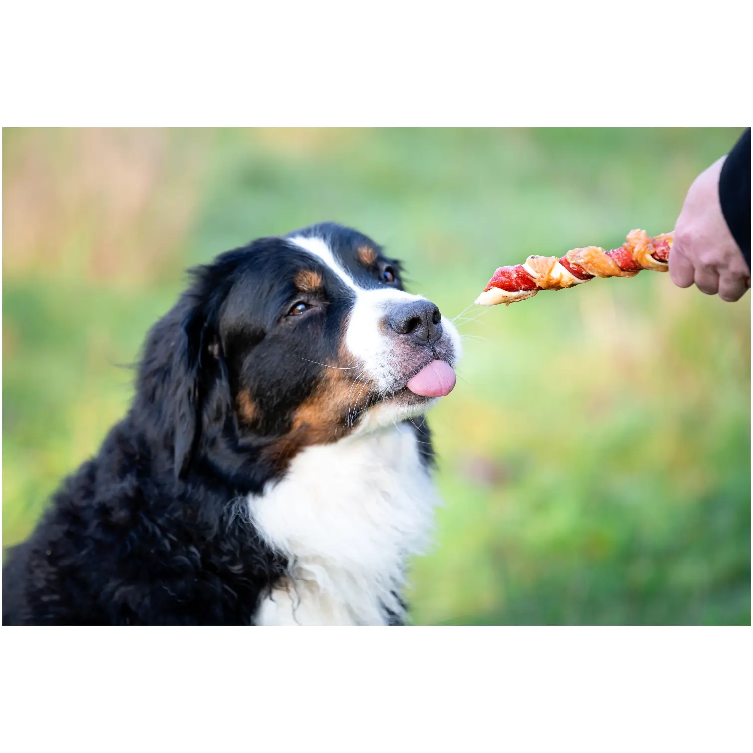 Rosewood Dog Large Trio Sticks Chicken