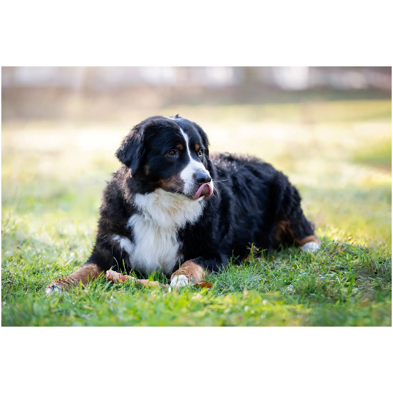 Rosewood Dog Large Trio Sticks Chicken