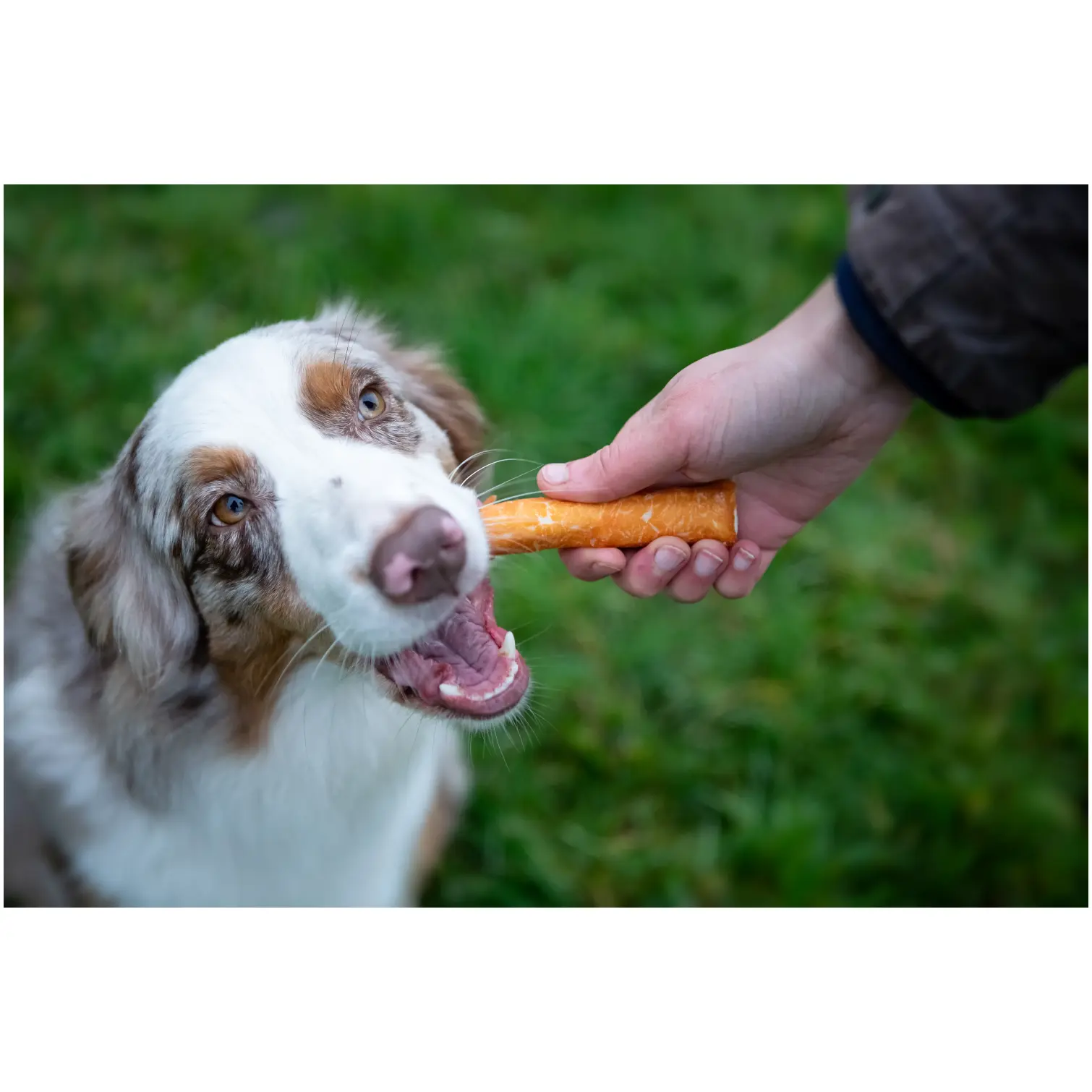 Rosewood Dog Medium Chewy Sticks Chicken