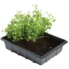 Professional Half Seed Traypk5