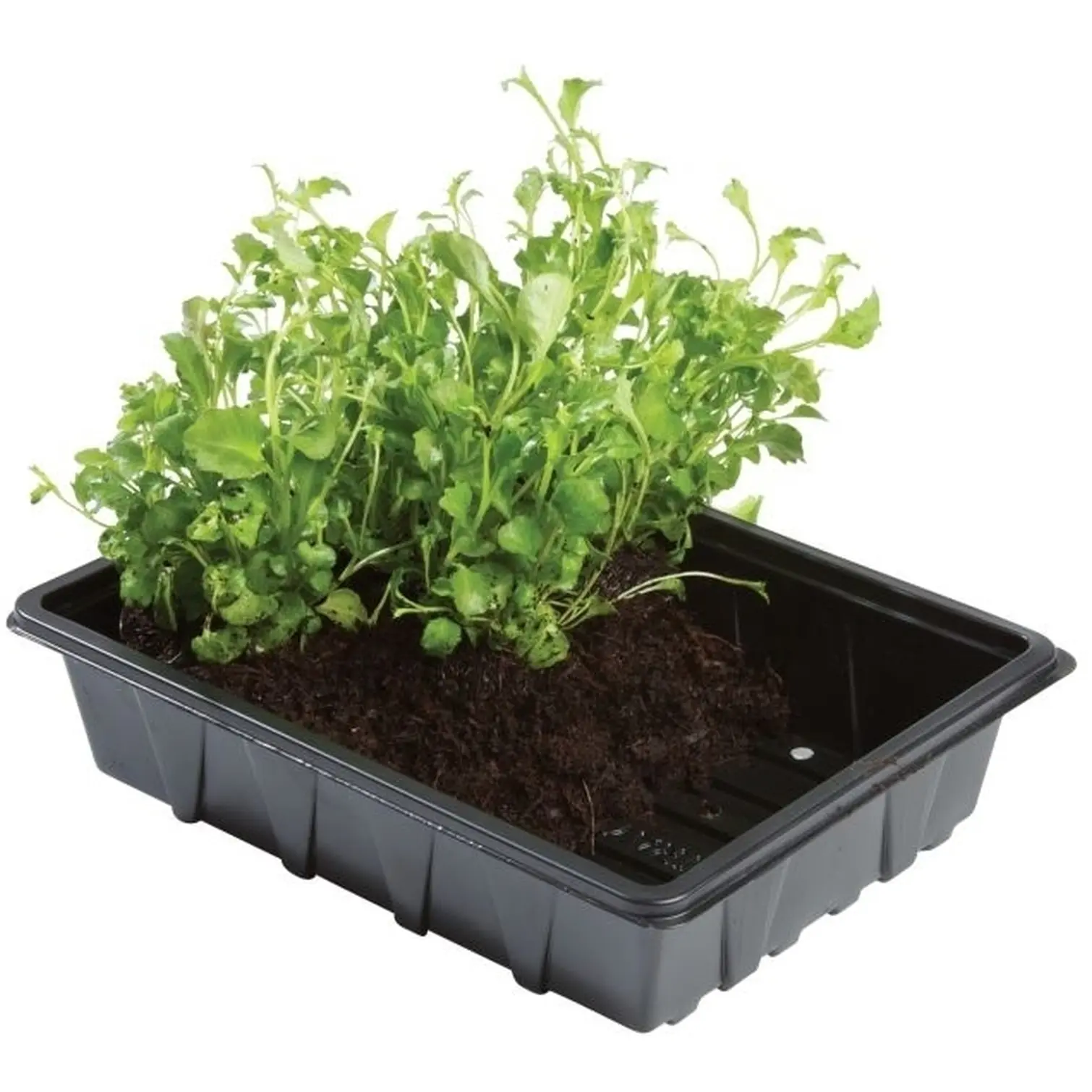 Professional Half Seed Traypk5