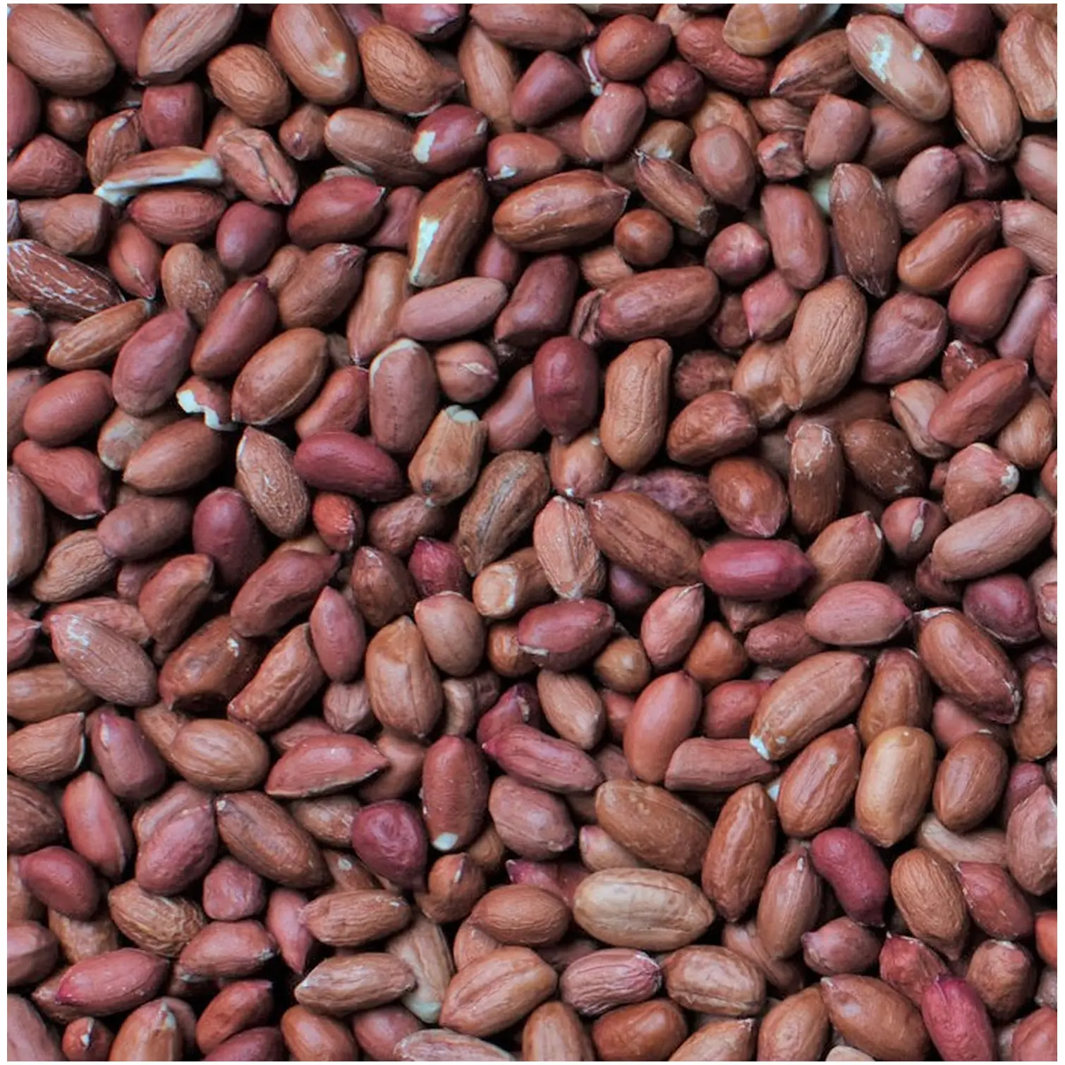 Henry Bell Wild Bird Food Peanuts 1kg