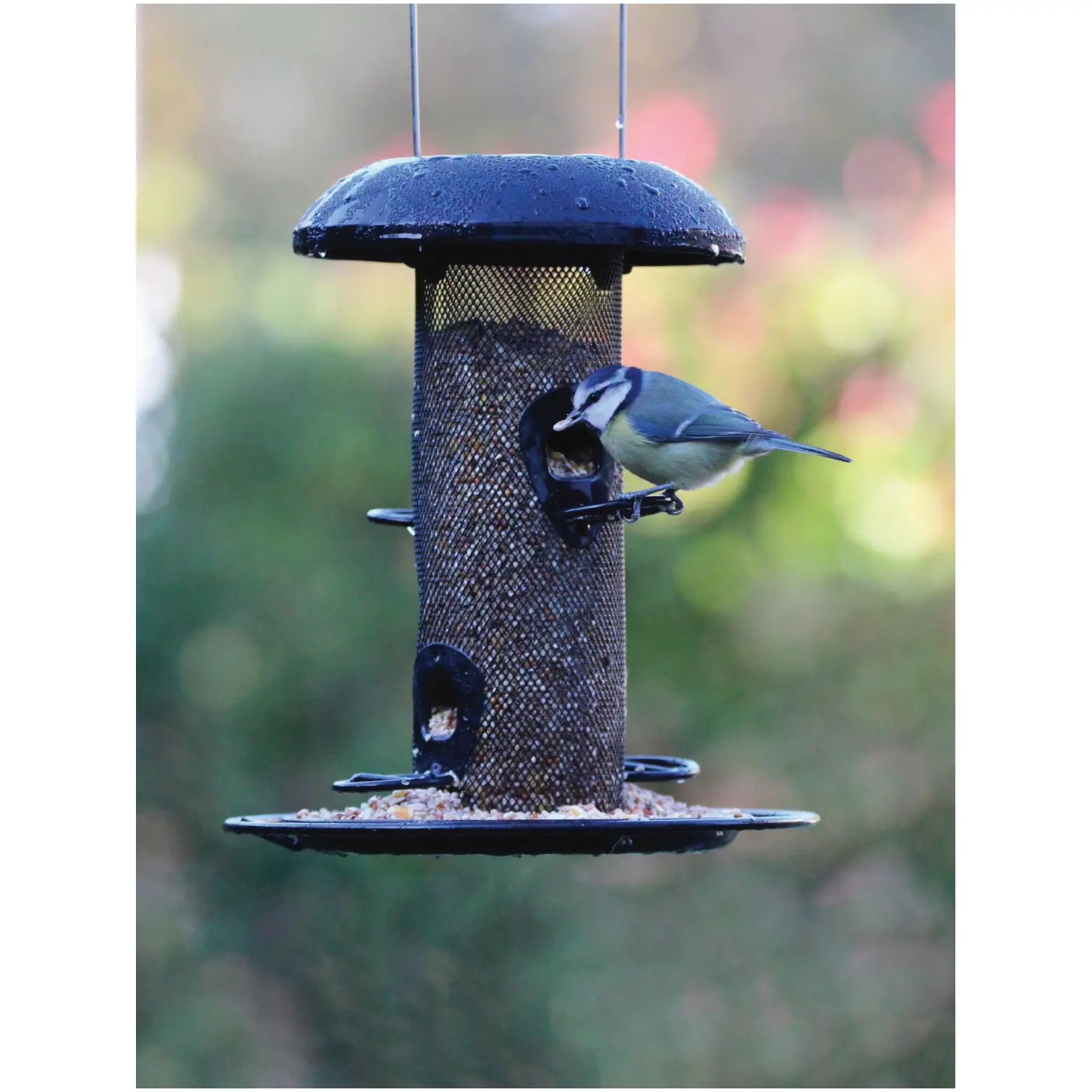 Henry Bell Seed Feeder (WildBirds) Steel