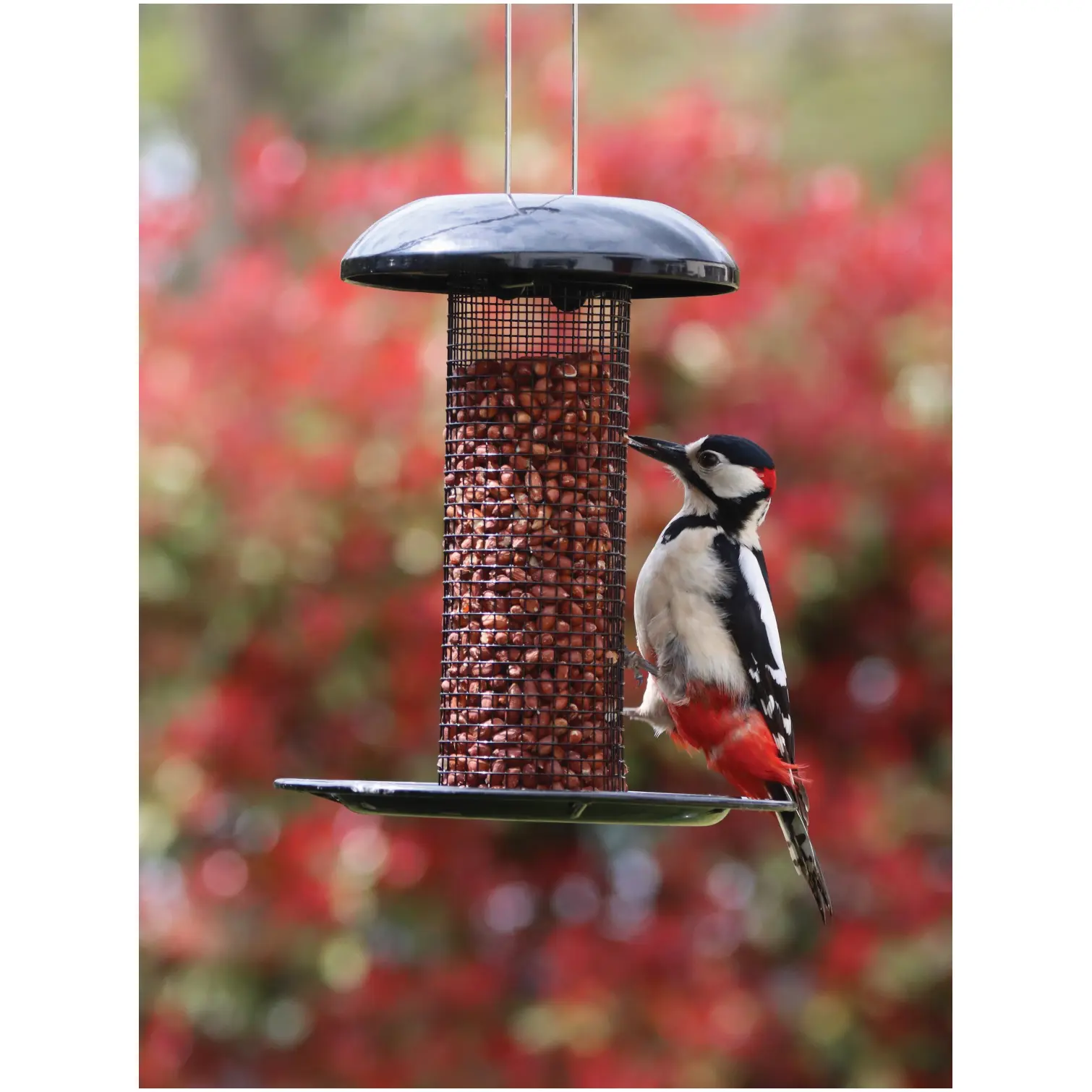 HEY0325_1 Henry Bell Peanut Feeder Heavy Duty Steel