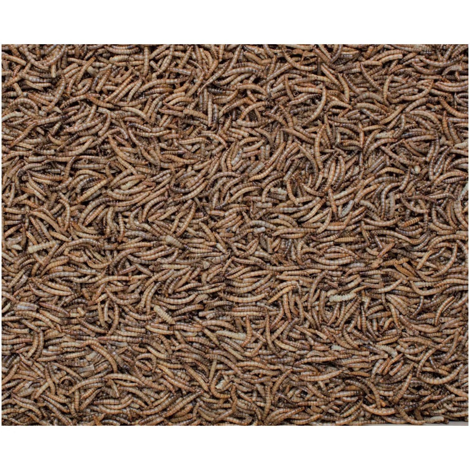 Henry Bell Mealworm 500g