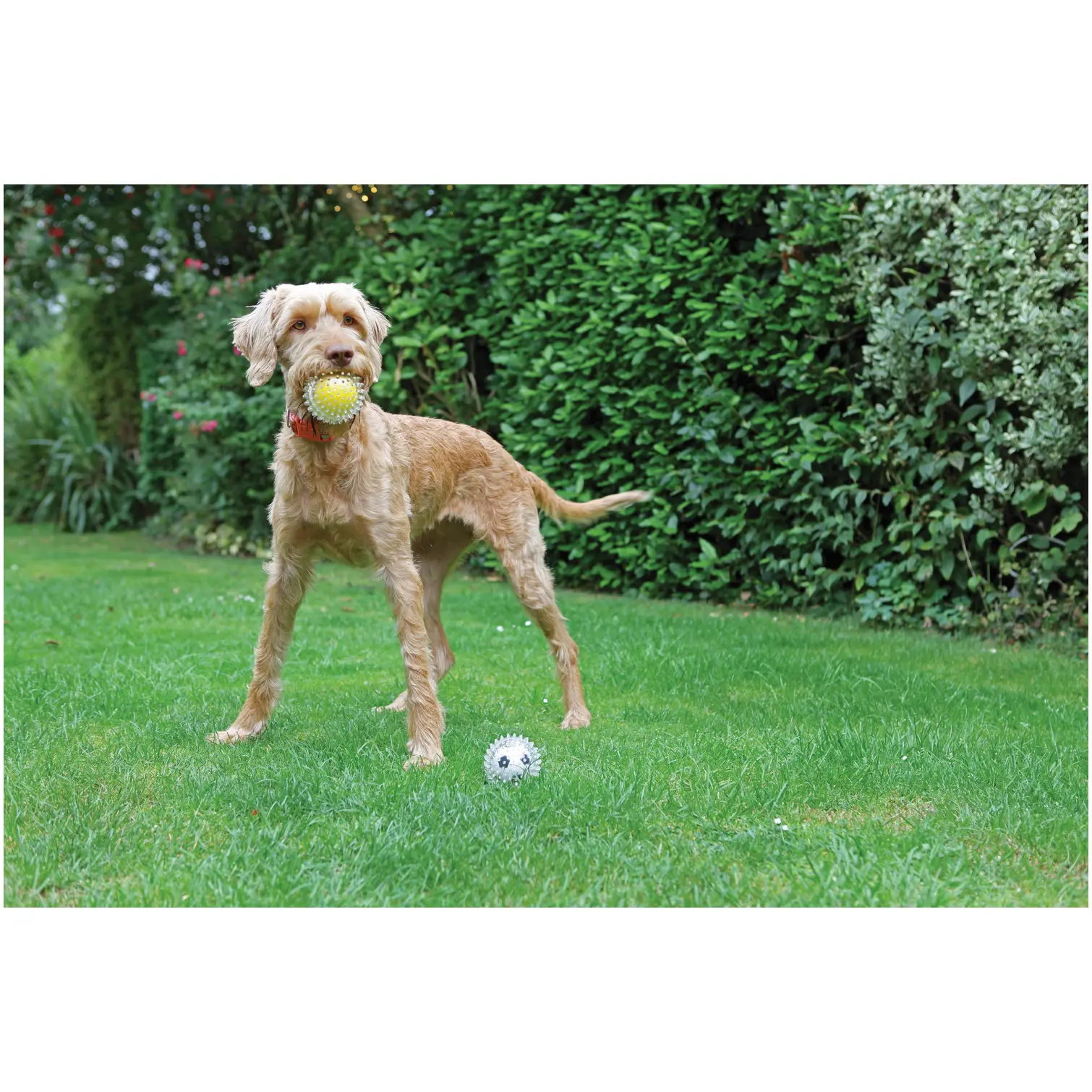 Rosewood Catch & Play Duo Ball