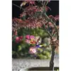 Smart Garden Solar Powered Bug Light