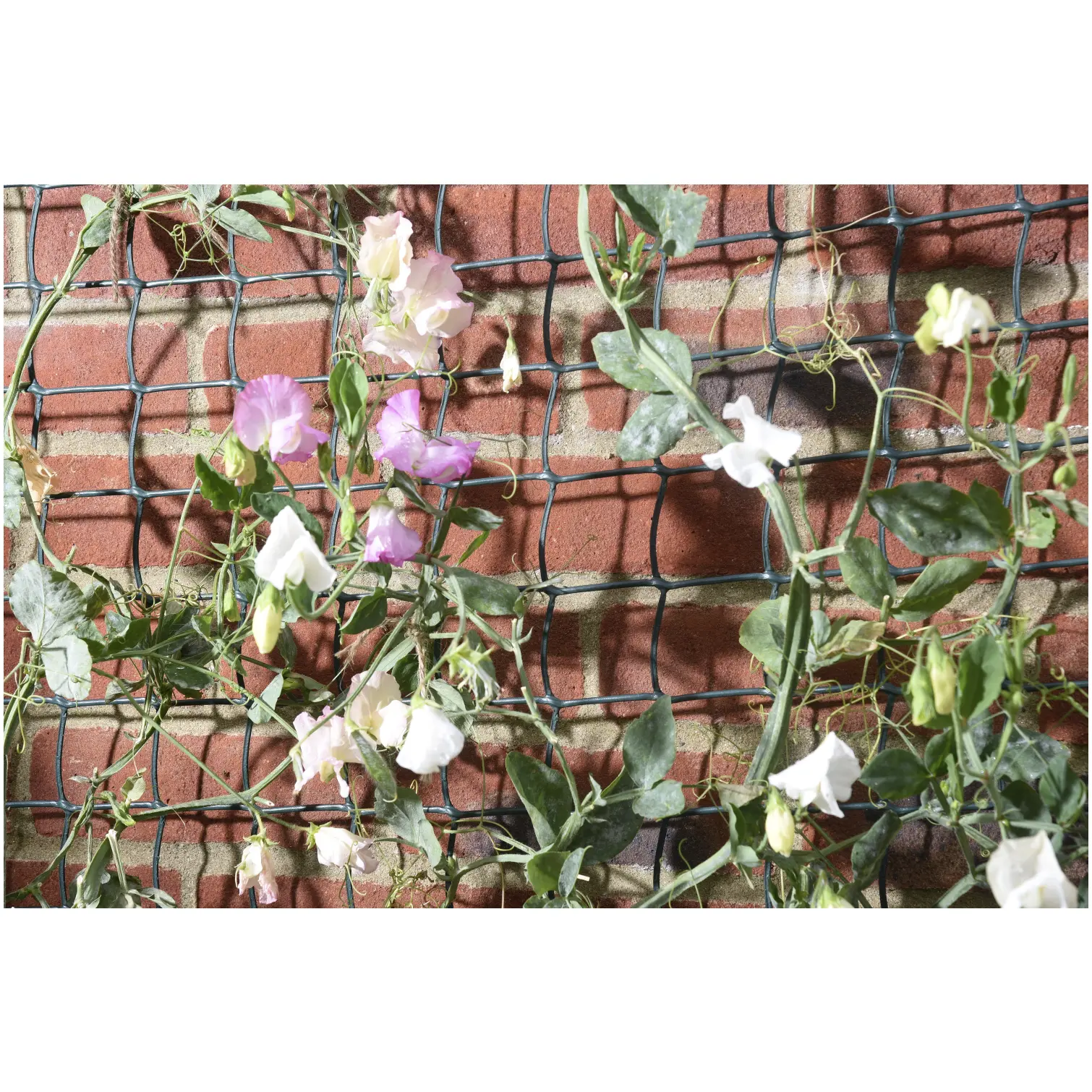 Smart Garden 5m x 50cm Plant Mesh Green