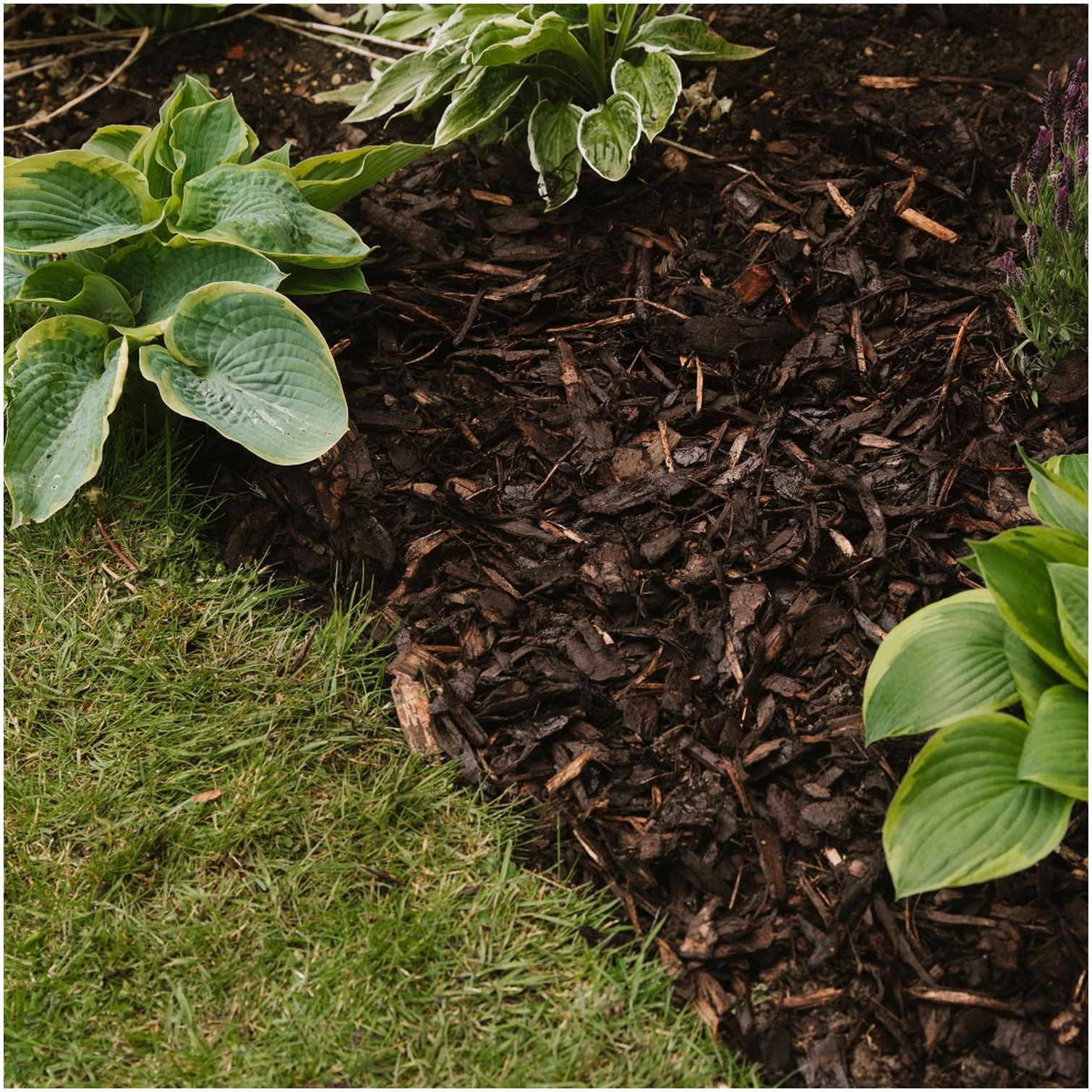 Westland Landscape Bark Chips 100 Litres