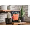 Westland Cacti & Succulent Potting Mix 4ltr
