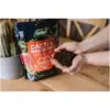 Westland Cacti & Succulent Potting Mix 4ltr