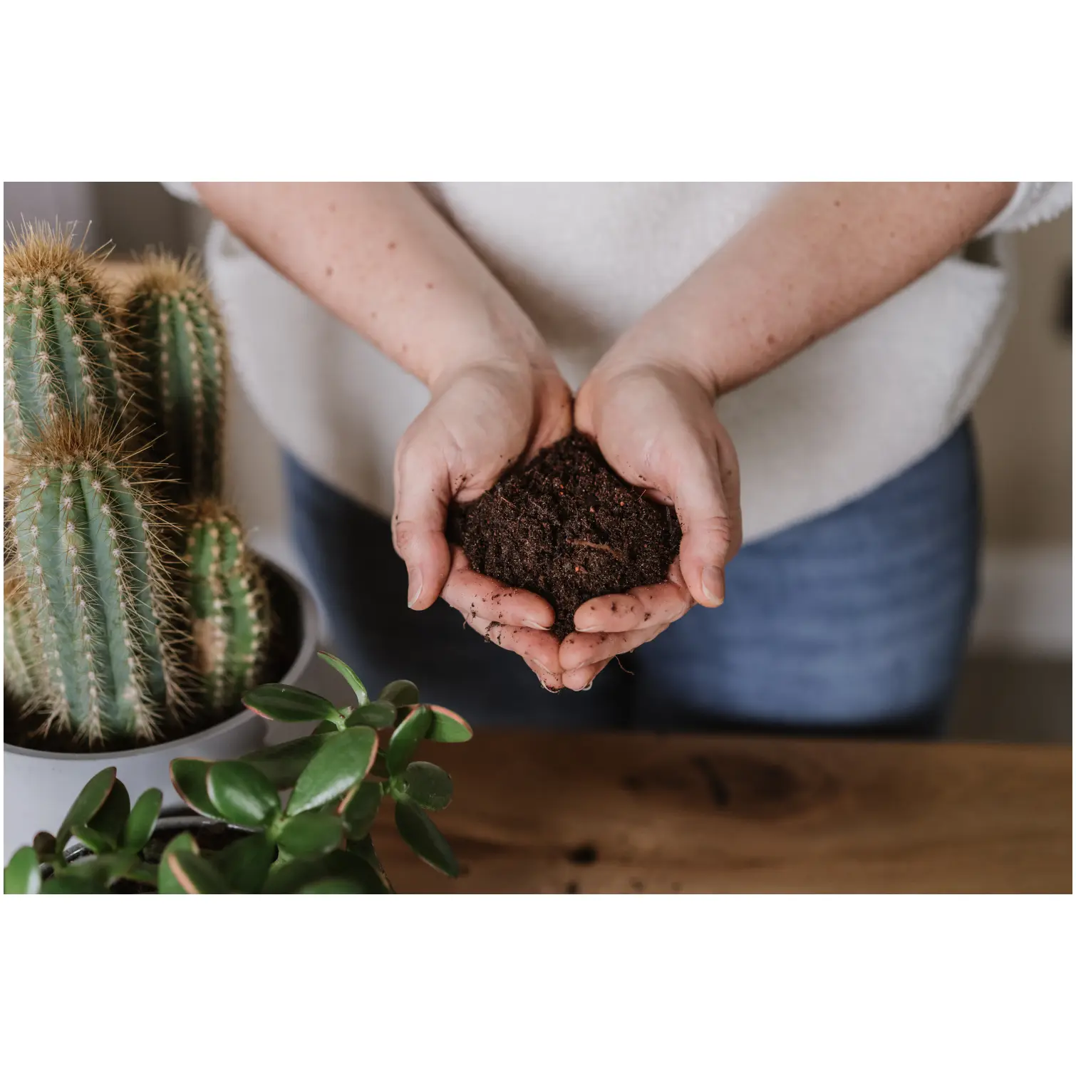 Westland Cacti & Succulent Potting Mix 4ltr