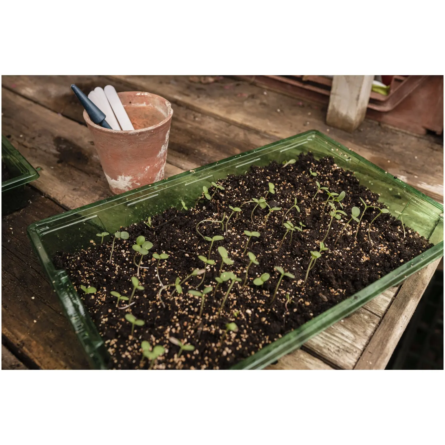 Westland Vermiculite 10ltr
